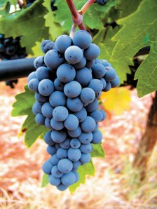 Agiorgitiko_stafili_01-128