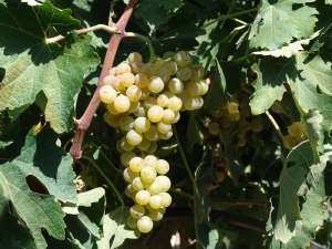 ceb2ceb7cebbceaccebdceb1-11