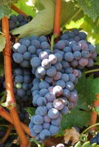 Μαυρούδι-Θράκης-enlarge