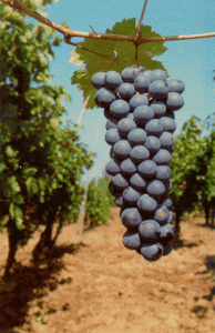 Grape_sefka