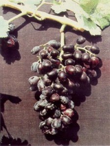 Αετονύχι%20Μαύρο%20(Νυχάτο%20Μαύρο,%20Ραζακί%20Μαύρο)